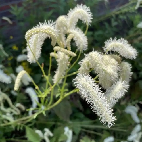 Sanguisorba tenuifolia 'Korean Snow' - Ahtalehine punanupp 'Korean Snow' P9/0,55L